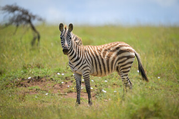 Obraz premium Plains zebra foal stands turning towards camera
