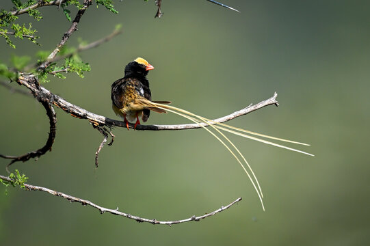 Straw-tailed whydah turning head on thorny bush