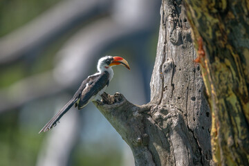 Von der Decken hornbill backlit on tree © Nick Dale
