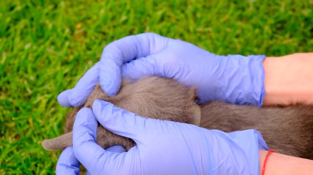 tick on a cat. Selective focus.