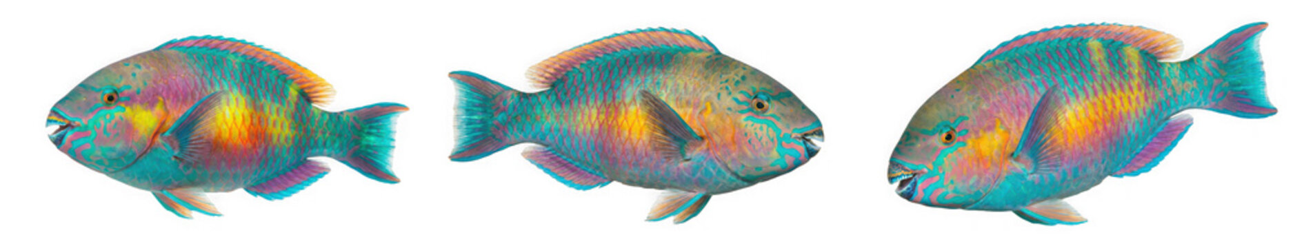 Set of colorful parrotfish swimming isolated on transparent background