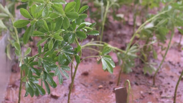 Schefflera arboricola, Dwarf Umbrella Tree ,Miniature Umbrella Plant 
