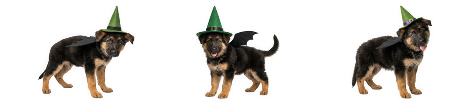 German shepherd puppy wearing a green witch hat isolated on transparent background