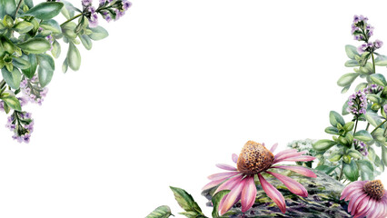 Echinacea, thyme and mint herbs watercolor illustration template. Diagonal floral border with copy space for organic health immunity pharmacy branding, medical wellness web banner, 16:9 format © AnKa