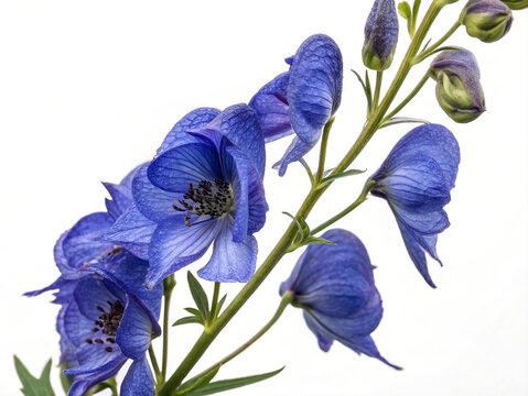 Aconitum Napellus Deadly Poisonous Monkshood Flower on White Background