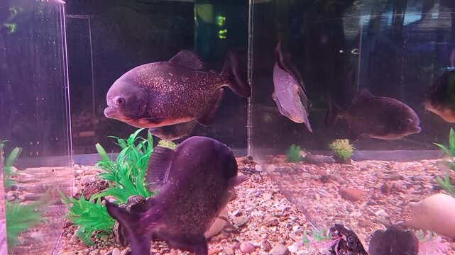In the darkened aquarium, Natterer's shiny piranhas swim slowly in the aquarium