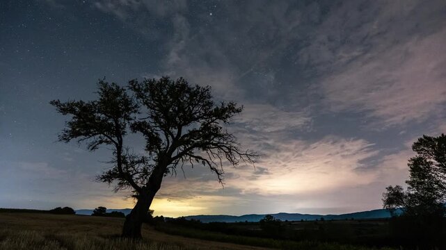 Lone tree silhouetted against a starry night sky with wispy clouds