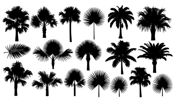 Tropical Palm Tree Silhouette Collection Featuring Coconut Palms, Fan Leaves, Exotic Summer Trees and Botanical Nature Elements in Black Isolated Vector Illustration Set