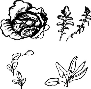 Set of hand-drawn fresh leafy greens and vegetables. Black and white vector sketch of cabbage, spinach, sorrel and lettuce isolated on white