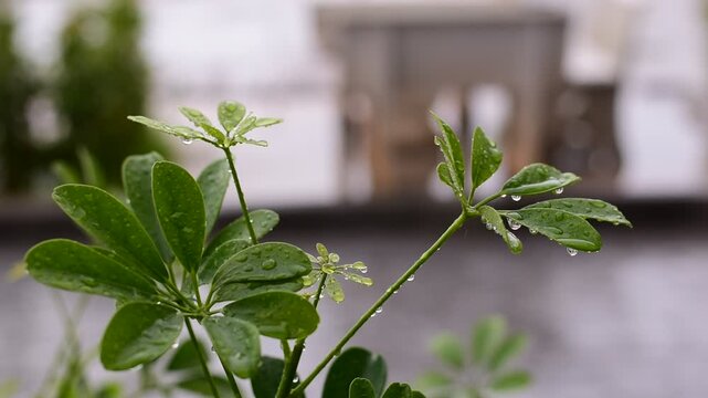 Schefflera arboricola, Dwarf Umbrella Tree ,Miniature Umbrella Plant 