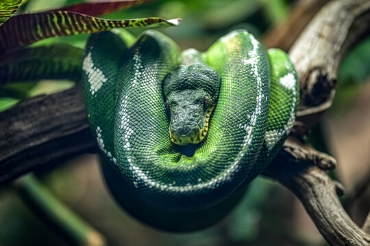 Green tree python coiled on branch in tropical rainforest