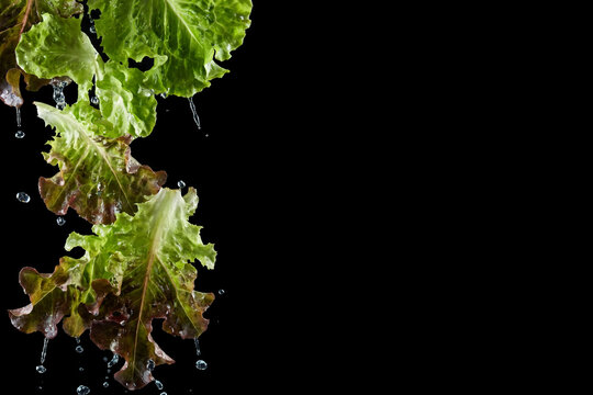 Restaurant menu horizontal banner with falling salad lettuce leaves on black, right copy space