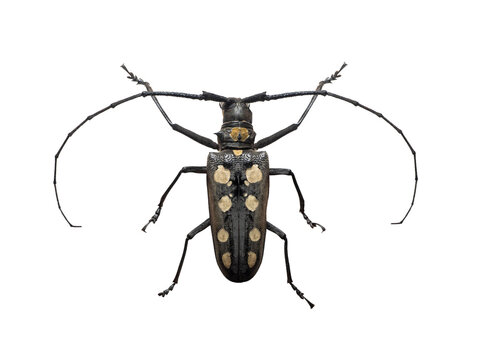 Batocera roylei longhorn beetle macro isolated on white background