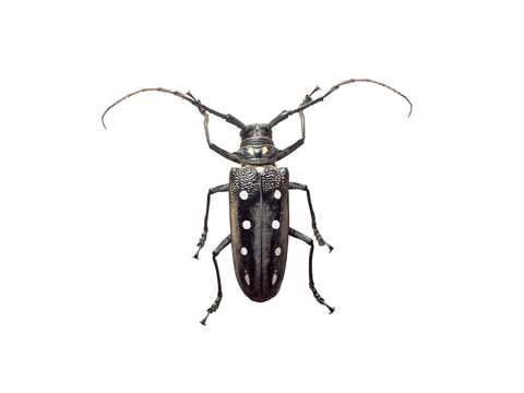 Batocera rubus longhorn beetle macro isolated on white background