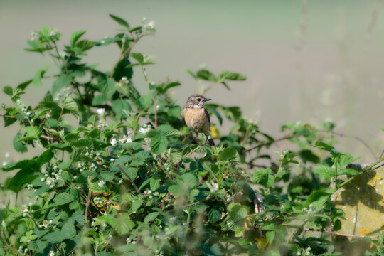 redstart ina bush
