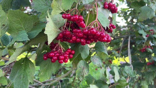 Red viburnum berries on branch, guelder rose in garden close up