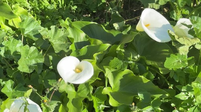White arum lily flowers among green leaves, natural garden close up