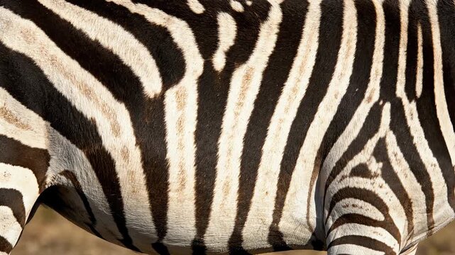Zebra Stripes Close Up of African Animals Unique Pattern