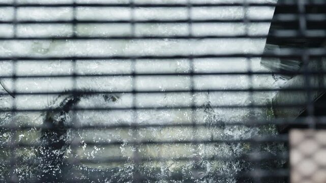 Salmon migrate upstream through the Ganaraska River fish ladder. The scene is filtered by the striped shadows of an overhead grate, captured in slow motion.