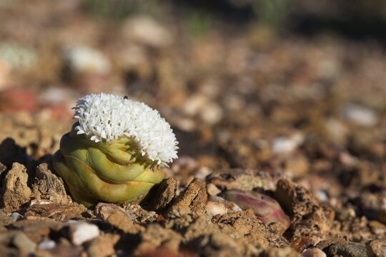 The button Crassula (Crassula columnaris) is a peculiar succulent plant from the Little Karoo region, South Africa.