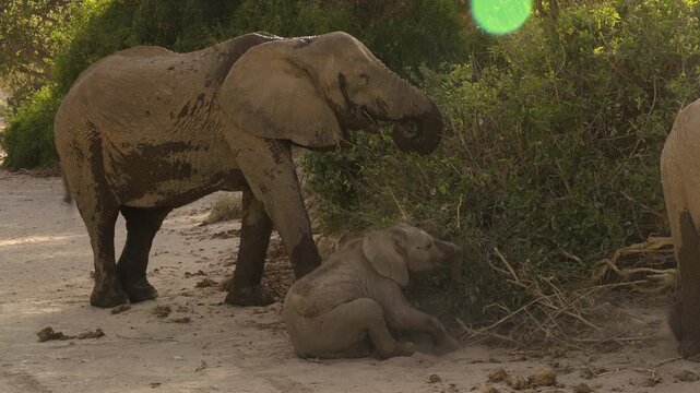 Three desert elephants feeding. The smallest is still a baby, clumsily swinging its trunk as it attempts to pluck leaves from a bush. It is sitting on its hind legs as it does so. The evening sun bath