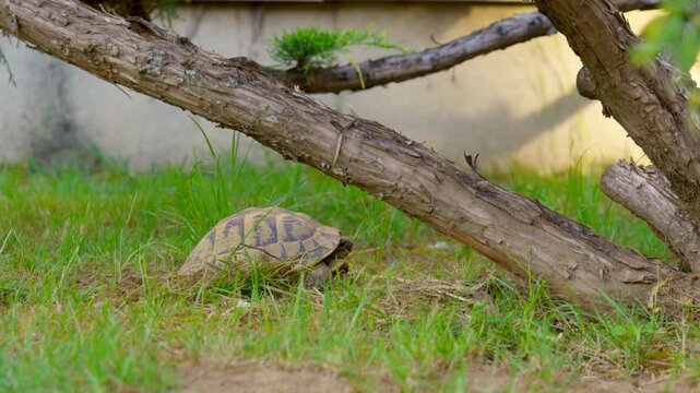 Hermann's tortoise laying eggs in nest on green grass