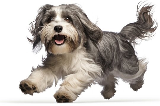 Terrier mammal animal dog.