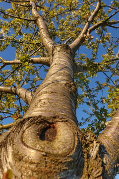 Kirschbaum (Prunus avium)