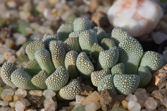 Titanopsis primosii is a small succulent plant with tuberculed leaves and yellow flowers. It is native to the Bushmanland region, South Africa