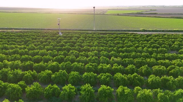 Aerial view of an orange grove and agricultural fields at sunset