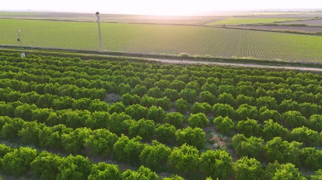 Agricultural orange tree plantation at sunset in Andalusia