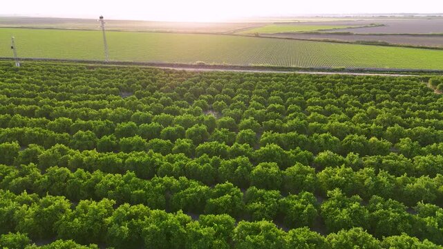 Aerial view of an orange grove in Andalusia at sunset