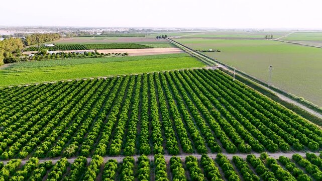 Drone flying over green agriculture fields in Andalusia Spain