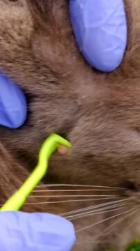 tick on a cat. Selective focus.