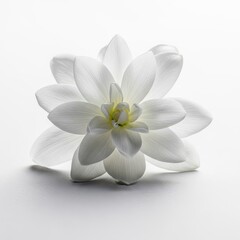 Fototapeta premium A close-up view of delicate, soft white flower petals arranged beautifully on a pristine, seamless white studio background, conveying purity and grace, pristine, white, pattern