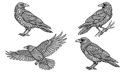 Black and white decorative crow vector set with doodle zentangle tattoo style line art birds © MdAmzad