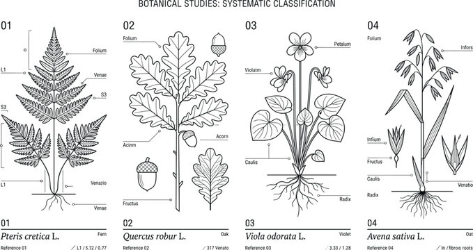 Minimalist botanical line art vector set featuring scientific plant classification diagrams and taxonomy layouts for textbook publishing and organic branding