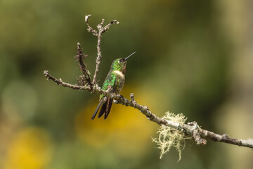 Obraz premium Sparkling violetear (Colibri coruscans) Ecuador