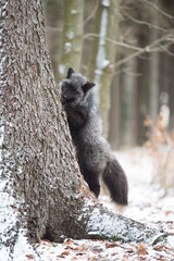 Naklejka premium Silver fox standing in snowy forest landscape with wildlife outdoors predator standing environment