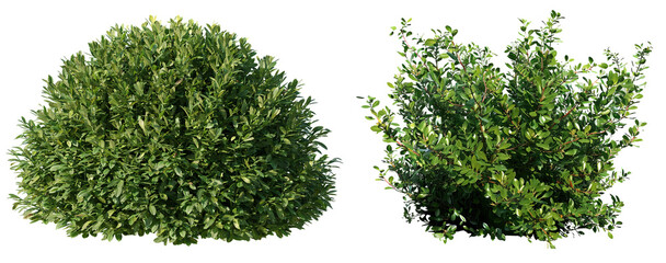 A collection of lush green shrubs and ornamental bushes isolated on a png background. The image features different types of dense foliage, flowering bushes, and natural greenery © serg9768608