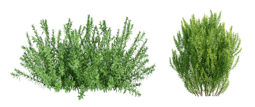 A collection of lush green shrubs and ornamental bushes isolated on a png background. The image features different types of dense foliage, flowering bushes, and natural greenery