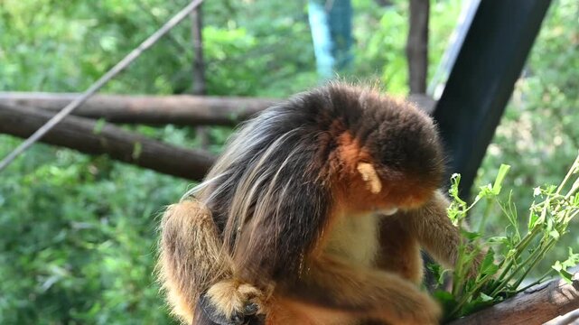 a cute Golden Snub-nosed Monke eat green leaves on the branch in the zoo