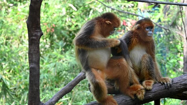  two golden snub-nosed monkeys seek salt in the tail in the zoo in sunny day