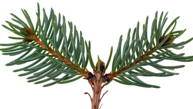 Pine tree branch with green needles and small cones