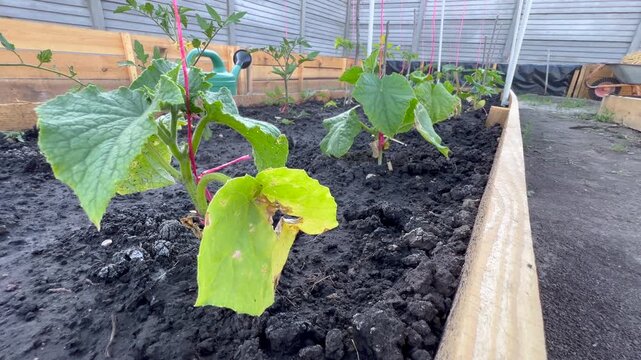 Young cucumber seedlings growing in a raised garden bed
