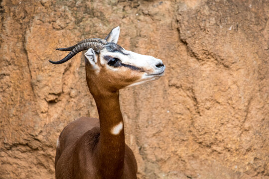Nager dama mhorr. Addra gazelle