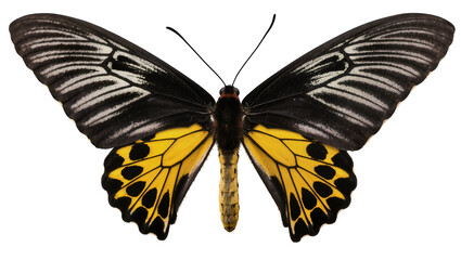 Golden Birdwing Butterfly with Black and White Wing Patterns © Gabriela