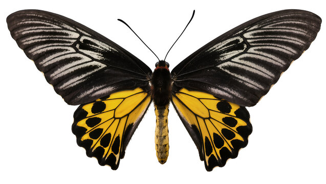 Golden Birdwing Butterfly with Black and White Wing Patterns