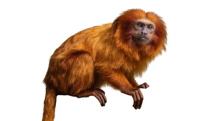 Golden lion tamarin monkey with orange fur and mane © Gabriela