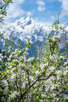 Majestic snow peak and blooming apple tree in mountain valley, Spring in the mountains with flowering trees and snowy summits, Scenic view of high mountain ridge through white spring flowers